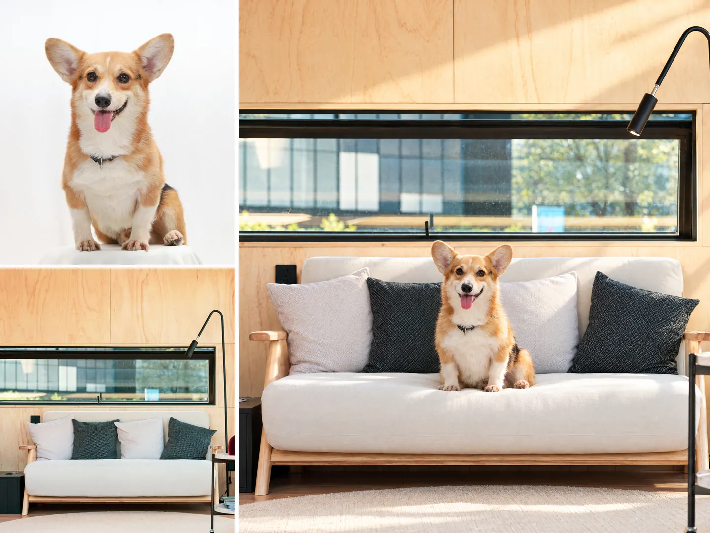 Hai ảnh tham chiếu bên trái gồm corgi trên nền trắng và phòng khách có sofa trắng; bên phải là ảnh AI tạo với corgi ngồi trên sofa đó